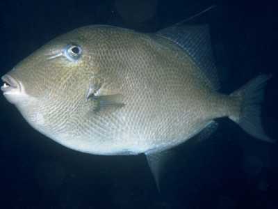 Pesce balestra